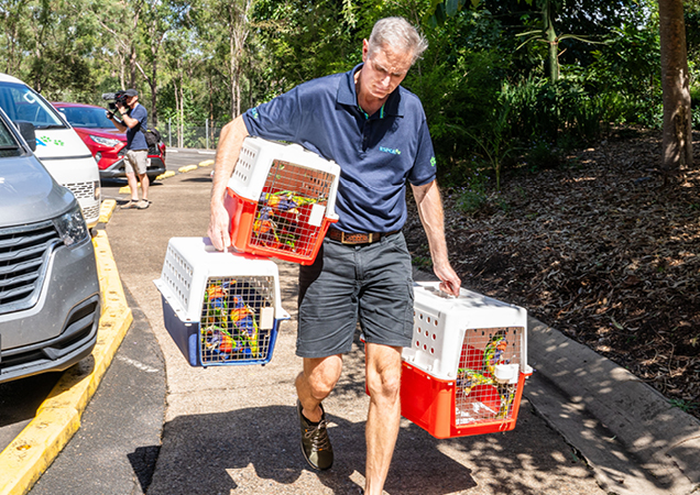 release of Lorikeets in Ipswich
